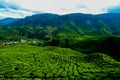 A facinating view at tea plantation in Cameron Highland