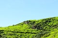 A facinating view at tea plantation in Cameron Highland