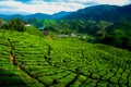 A facinating view at tea plantation in Cameron Highland