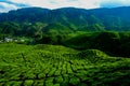 A facinating view at tea plantation in Cameron Highland