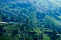 A facinating view at tea plantation in Cameron Highland