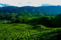 A facinating view at tea plantation in Cameron Highland