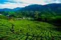 A facinating view at tea plantation in Cameron Highland