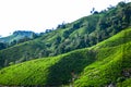 A facinating view at tea plantation in Cameron Highland