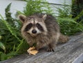 A baby raccoon eating on a gray bench.. Royalty Free Stock Photo