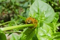 Facing A Carpenter Bee Royalty Free Stock Photo