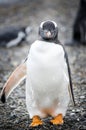 Facing Gentoo Penguin Royalty Free Stock Photo