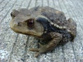 3/4 facing toad Royalty Free Stock Photo