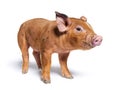 Facing Young pig looking at the camera mixedbreed, isolated Royalty Free Stock Photo