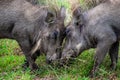 Warthogs fighting. Phacochoerus africanus