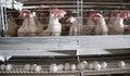 Factory Chicken egg production.