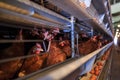 Factory Chicken egg production. Red chickens are seated in special cages. Linear perspective. Agribusiness company.