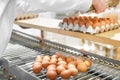 Factory Chicken egg production. Worker sort chicken eggs on conveyor. Agribusiness company.