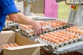 Factory Chicken egg production. Worker sort chicken eggs on conveyor. Agribusiness company.
