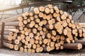 Factory and Industry. Log Stack. Timber Production, Transportation and Deliver