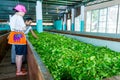 Factory making tea in Sri Lanka. Inside a tea factory, the ower is introducing the various stages of the process turn leaves into Royalty Free Stock Photo