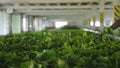 Factory worker traditional attire spreads fresh tea leaves long table drying. Hands sort green leaves quality