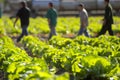 factory workers walking by a nearby vibrant field of lettuce Royalty Free Stock Photo