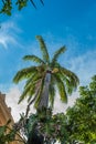 Imperial palm tree seen from below at the Bahia Medical School in Salvador, Brazil