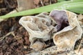Fade Mushrooms Royalty Free Stock Photo