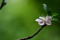 Fade Peach flower in the spring, in the garden