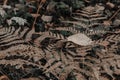 Faded aged fern leaves in the forest. Autumn nature seasonal background