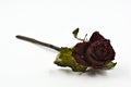 Faded Black Rose Royalty Free Stock Photo
