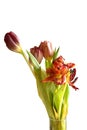 Faded bunch tulips flowers isolated
