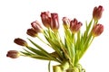 Faded bunch tulips flowers isolated