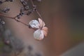 Faded Climbing Hydrangea (Hydrangea petiolaris) in winter