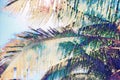 Faded coco palm leaf on blue sky background. Tropical nature vintage digital illustration. Exotic island landscape. Royalty Free Stock Photo