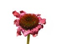 Pink Echinea purpurea faded flower Royalty Free Stock Photo