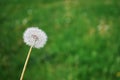 Faded dandelion close-up with a blurred green background