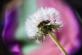 The charm of a faded dandelion on a bright multicolored background