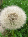 White fluffy dandelion on a background of green grass