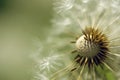 Faded dandelions in the spring field. Festive summer card Royalty Free Stock Photo