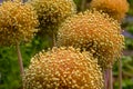 Faded flower balls of the leek plant Allium, shallow depth of field, selective focus Royalty Free Stock Photo