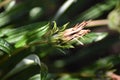 Faded flower of a Gazania Royalty Free Stock Photo