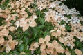 Faded flowers of the Japanese dogwood or Cornus kousa. Royalty Free Stock Photo