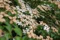 Faded flowers of the Japanese dogwood or Cornus kousa. Royalty Free Stock Photo