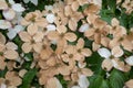 Faded flowers of the Japanese dogwood or Cornus kousa. Royalty Free Stock Photo