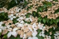 Faded flowers of the Japanese dogwood or Cornus kousa. Royalty Free Stock Photo