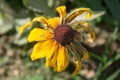 Single Black-Eyed Susan Rudbeckia Hirta yellow flower with blurred background. Blooming fade, autumn flower bed, selective focus Royalty Free Stock Photo