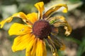 Single Black-Eyed Susan Rudbeckia Hirta yellow flower with blurred background. Blooming fade, autumn flower bed, selective focus Royalty Free Stock Photo