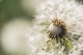 Faded fluffy dandelions in the spring field. Festive summer card Royalty Free Stock Photo