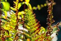 Faded green and brown bracken fern Adlerfarn, Pteridium Aquilinum shimmering glowing in autumn sun - Viersen, Germany