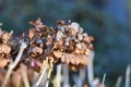 Brown dry hydrangea inflorescences