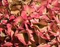 Faded Hydrangea Flowers in Autumn, changing color in the autumn