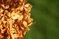 Faded hydrangea flowers in autumn close up.