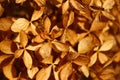 Faded hydrangea flowers in autumn close up.